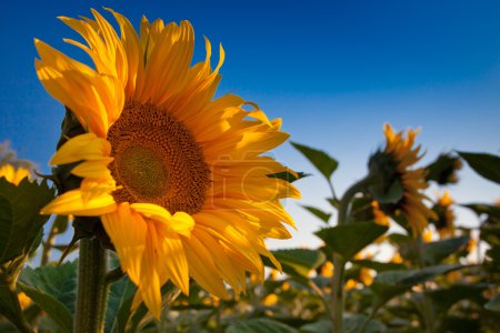 Tournesol et lever de soleil 
