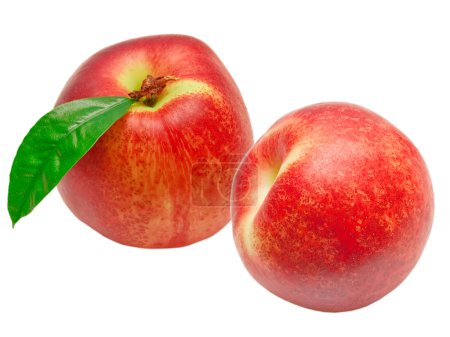 pêche