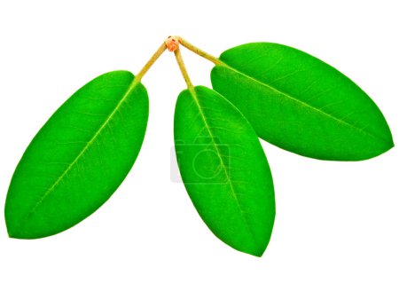 Feuille verte 