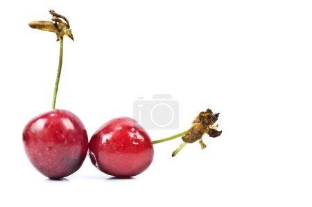 cerise