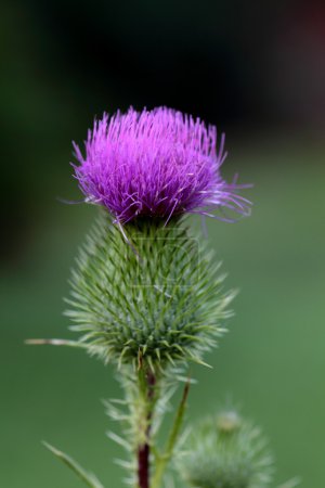 Tête de chardon pourpre commune 