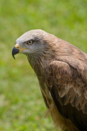 Portrait d'aigle 