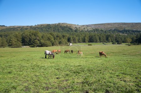 Pâturage de chevaux dans la prairie de gredos 