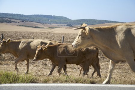 Trois vaches brunes 