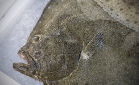Scophthalmus maximus