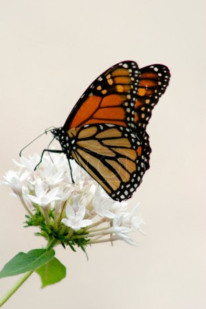 Papillon monarque 