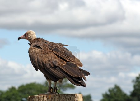 Oiseau de proie vautour 