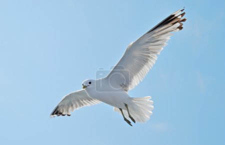 mouette