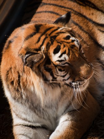 Gros plan sur le tigre 