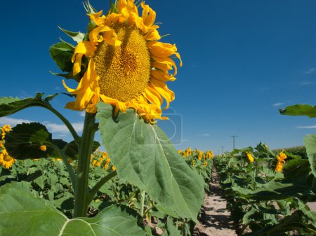 Tournesols