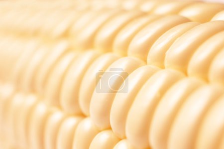 Maïs macro 