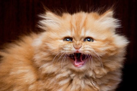 Chaton siffle 