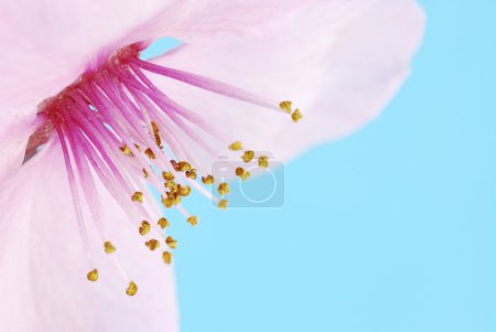 Fleur de prunier