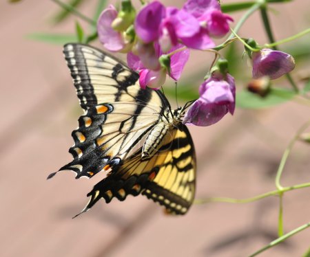 Papillon jaune 