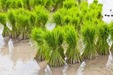 Sprout, rizière thaïlandaise 