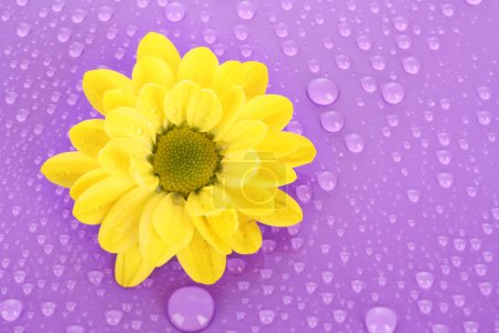Camomille jaune sur fond violet 